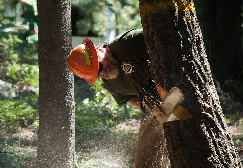 Staff member cutting down a tree