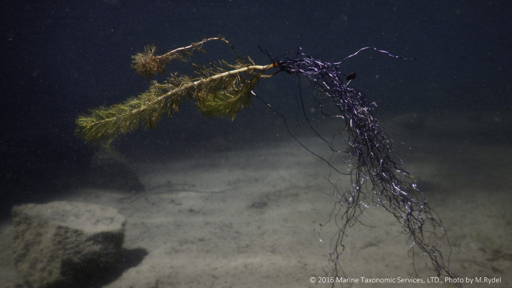 Eurasian watermilfoil fragment with roots suspended in water column in Lake Tahoe. 