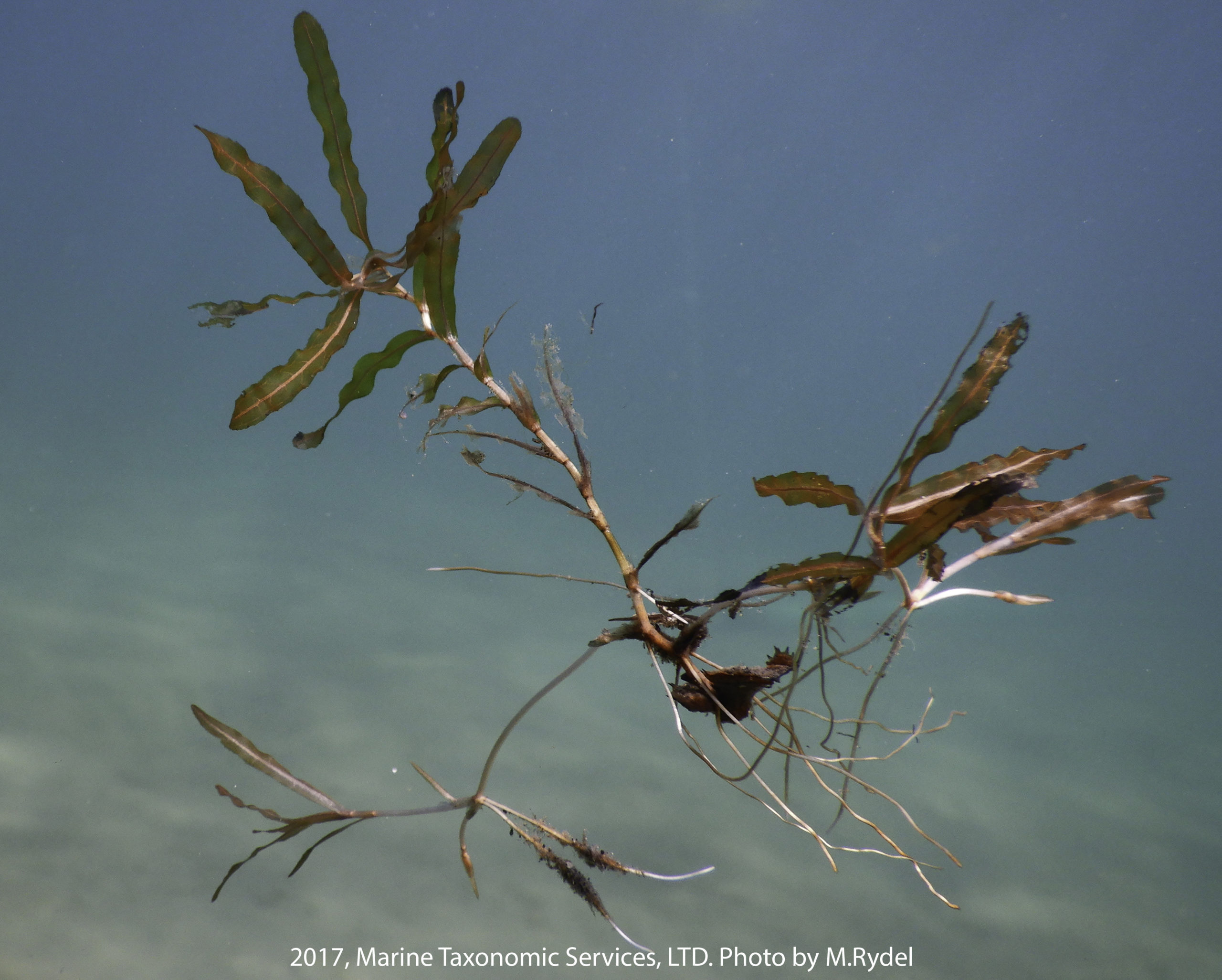 Image shows a green and red curly-leaf pondweed fragment suspended in blue water.
