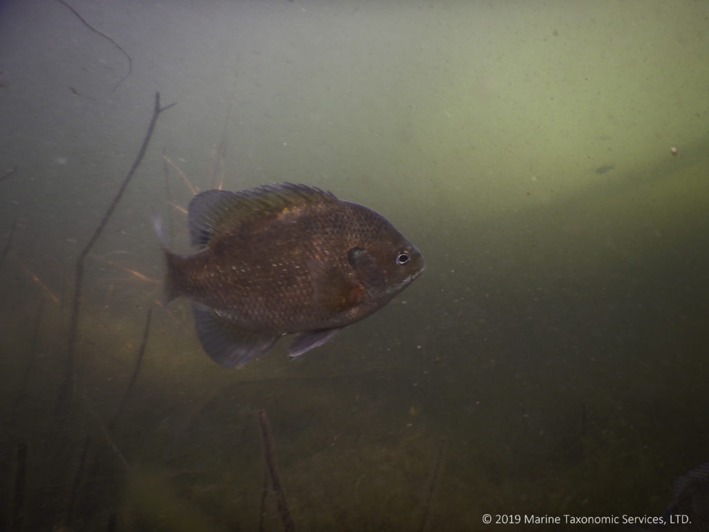 Image shows a fish swimming through murky water.