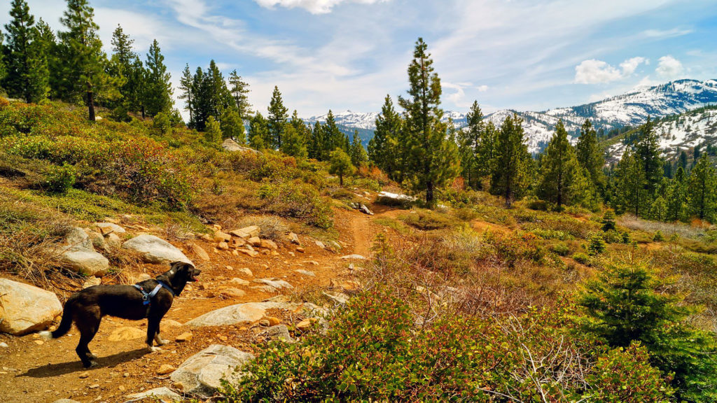 Dog on a trail in Tahoe