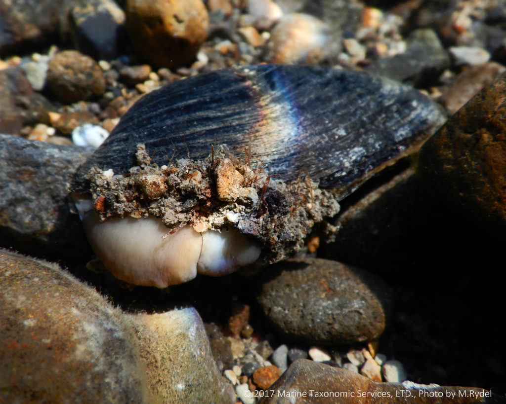 Image shows a Western pearlshell mussel on a riverbed,
