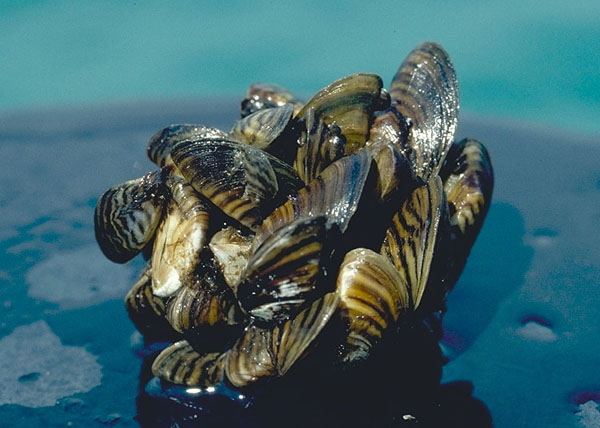 Image shows a cluster of zebra mussels poking out of water. The mussels have faint stripes.