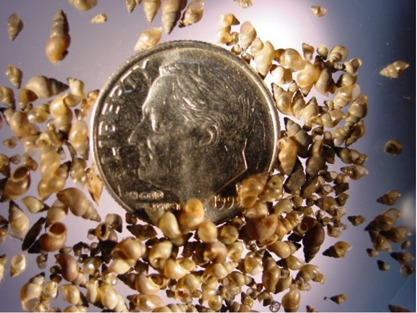 Image shows a multitude of New Zealand mudsnails surrounding a dime to show the small scale of the mudsnails.  