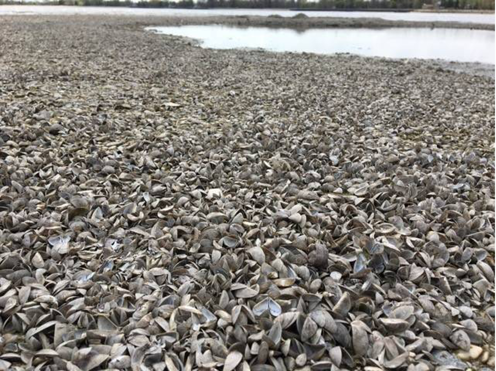 Millions of dead zebra mussels covering the beach at Lake Winnipeg