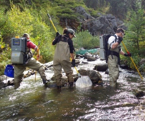 Image shows three people wearing waders in a stream with backpack electrofishing gear.