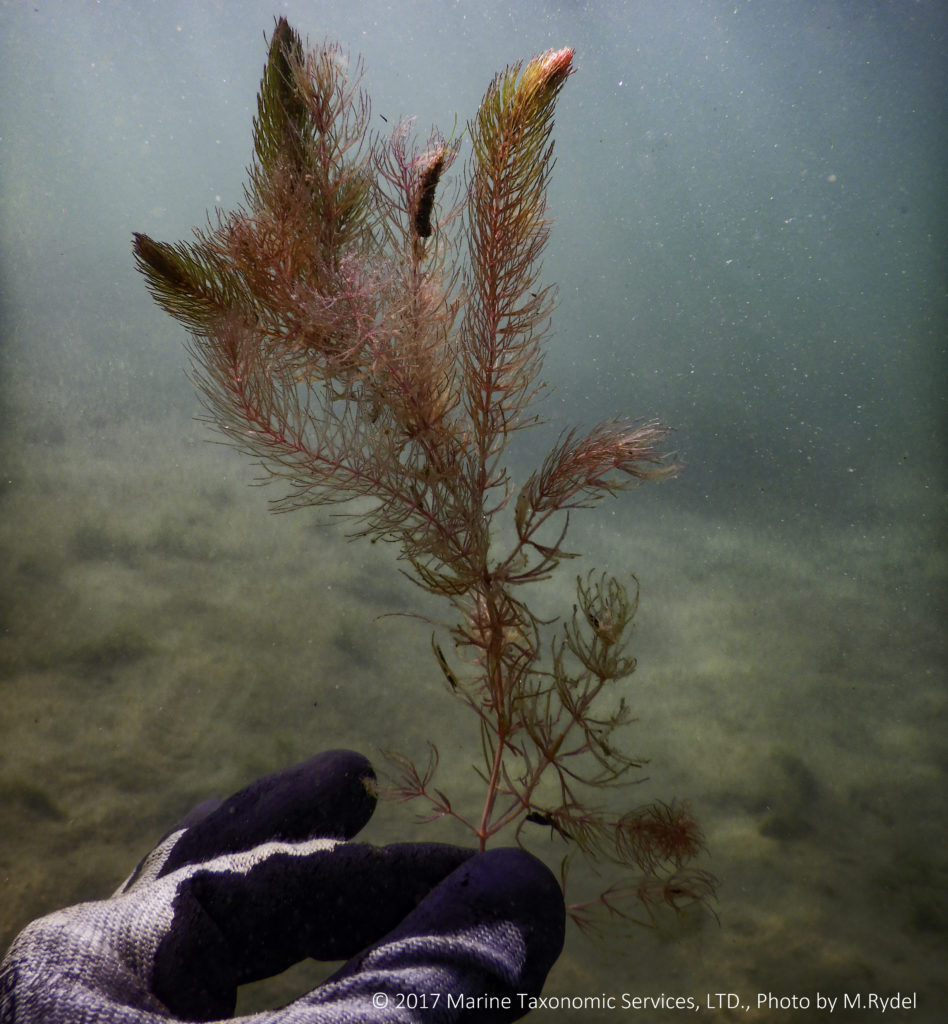 Diver holds a red aquatic plant between gloved finger tips under water.
