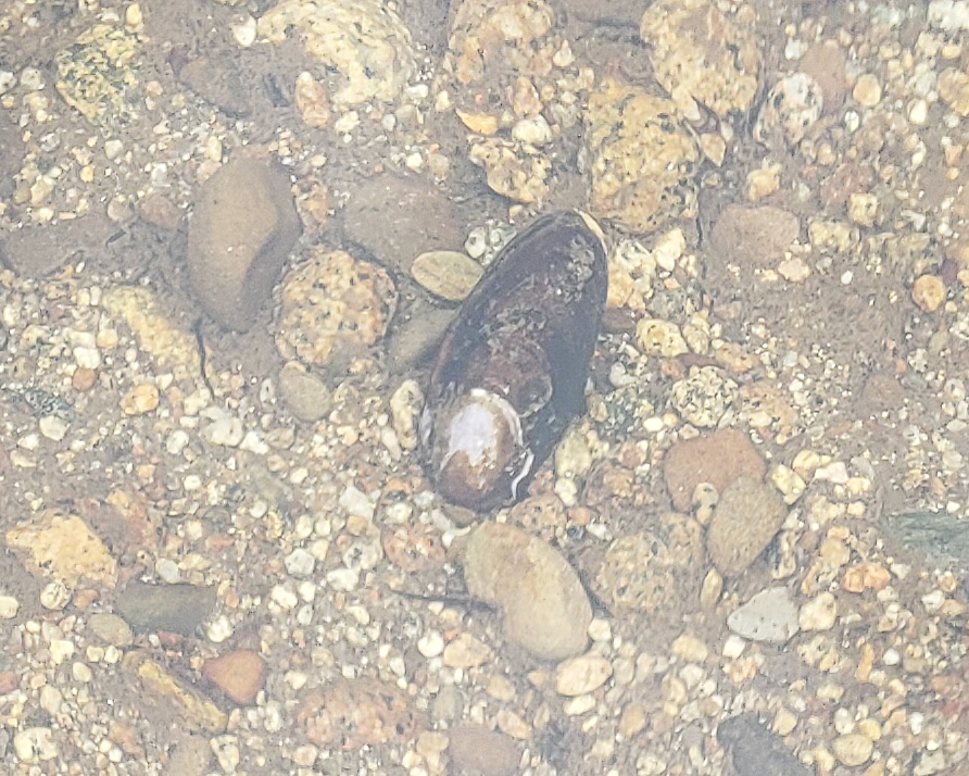 Images shows a Western pearlshell mussel on a riverbed underwater.