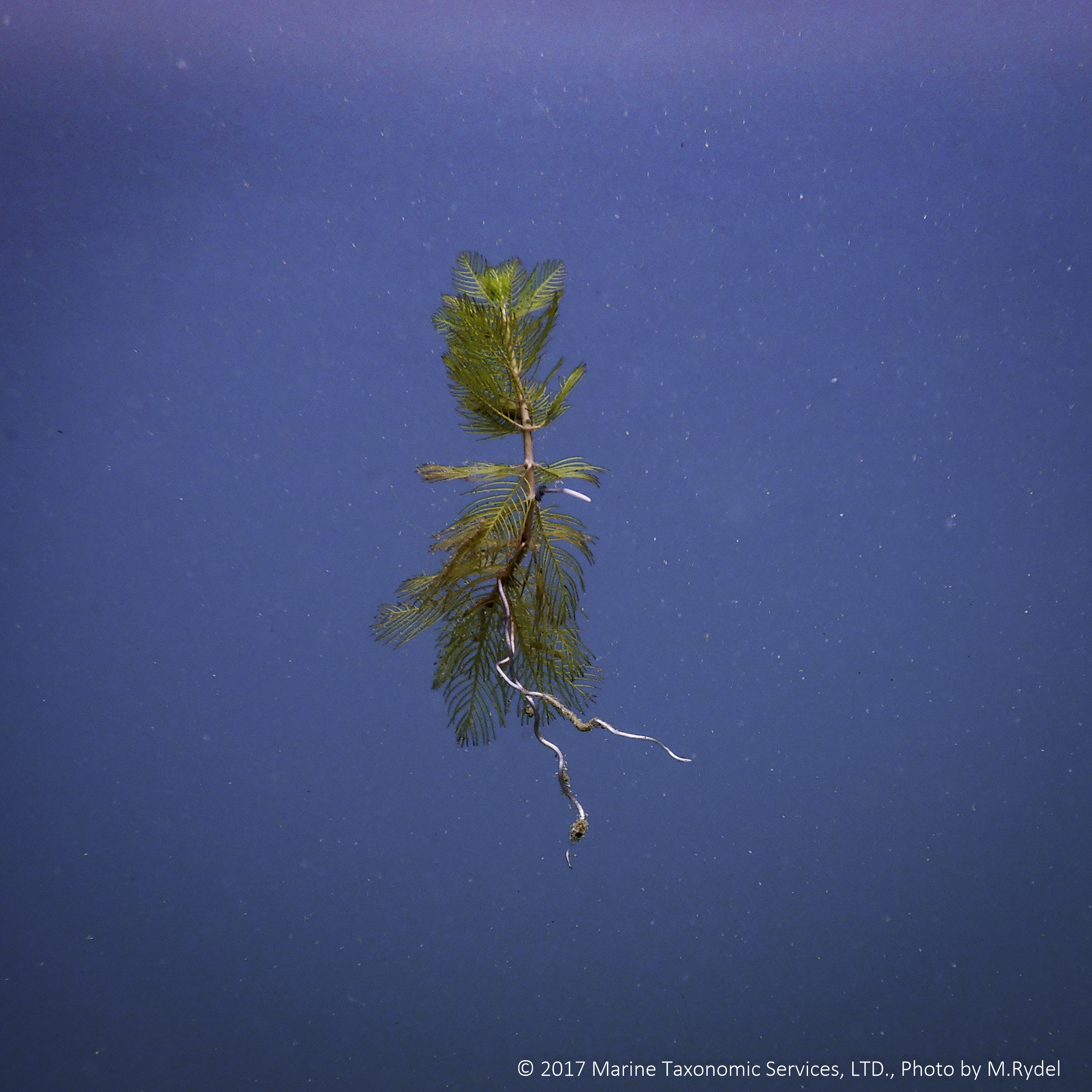 Image shows an Eurasian watermilfoil fragment suspended in blue water.