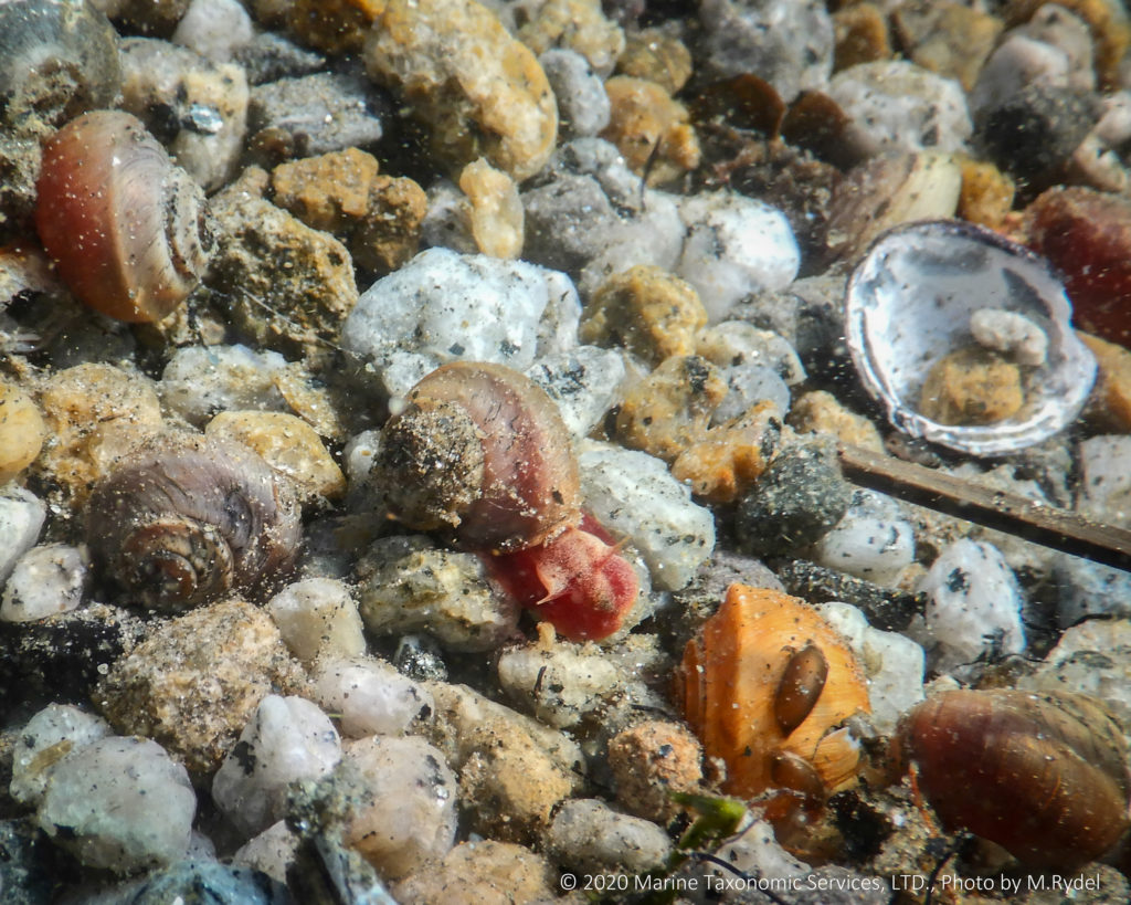 Image shows several Great Basin rams-horn snails on the lake bottom among other mollusk shells and pebbles. 