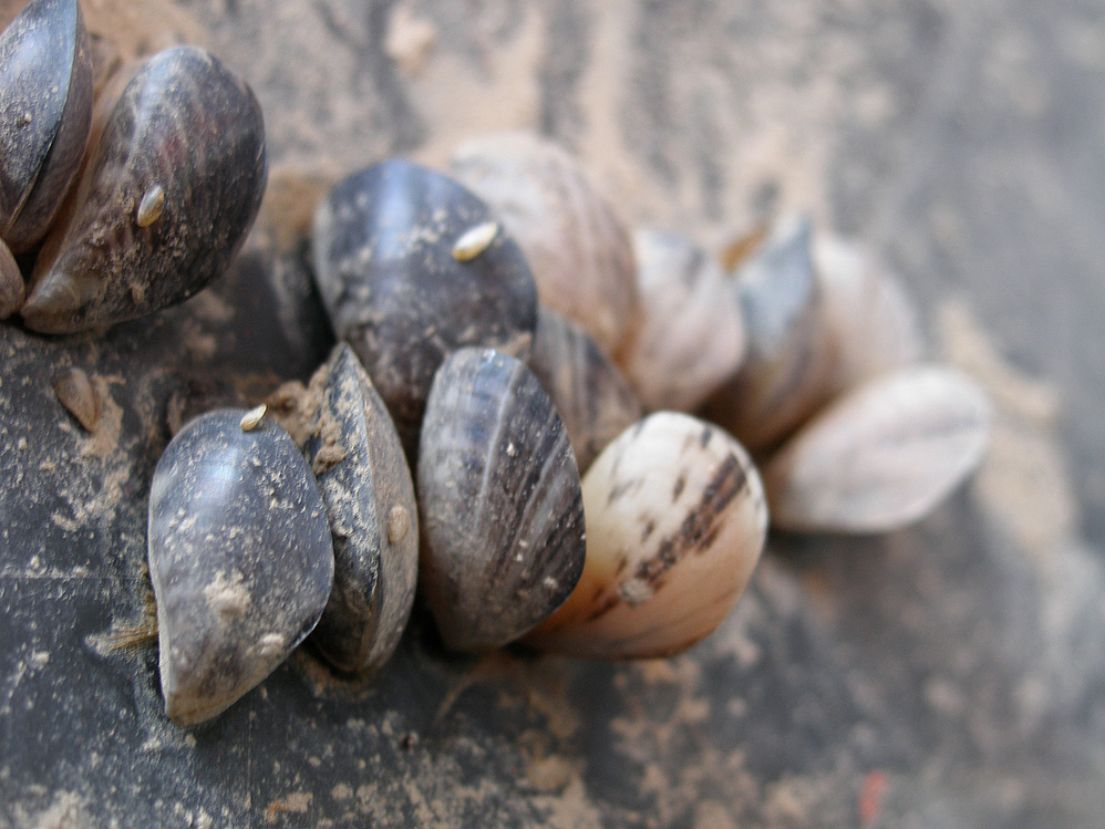 Image shows a cluster of quagga mussels.